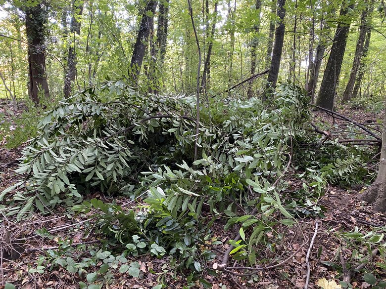 Plantes et animaux exotiques envahissants