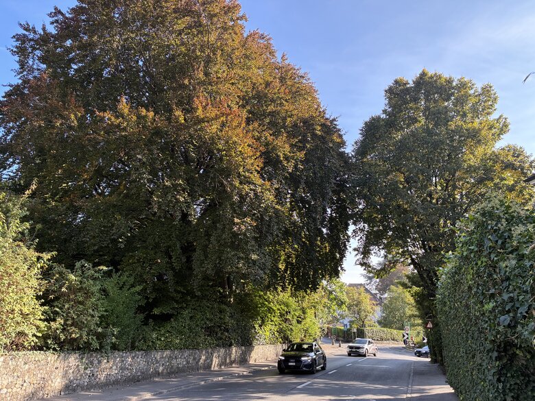 Patrimoine arboré/stratégie